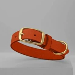 THE DOG IDEA Leder Halsband Orange M -Wuff Welt 12b037fcd21444157e1d45a6d5fe2ee513fb1836 1674196 de DE 5978bd7e64f16150cd3183d9e93e99db73128fa2XPyfWy