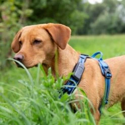 Fressnapf GPS-Tracker Für Hunde -Wuff Welt 18e4a8581365b5e030e3aa7f88c1cb6599cf6c82 2 Milieux 800x800
