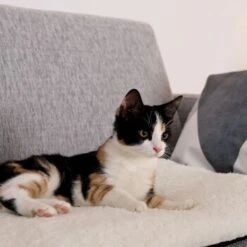 Lionto Selbstheizende Wärmematte Für Haustiere -Wuff Welt 1c60bea0a221133711e8a66836fd8e8137a10111 1665986 de DE 833312c7d563d266e27440bc2991a9f6c9a1de302jRXXN