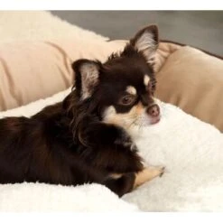 Lionto Selbstheizende Wärmematte Für Haustiere -Wuff Welt 25b3805c5c92af411e095cde5ee07481f4922ea8 1665986 de DE ecc5c0a091133bd2869f6e7bb4e1947e54345d34TGxGOo