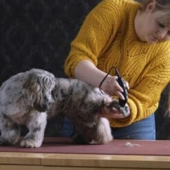 Moser Schermaschine REX MINI -Wuff Welt 26311403a9d7b70c3de3d6d478c9b7979d52d818 8d6659a959561a0e293ec7332a89fd631110efed