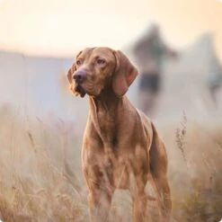 REAL NATURE Snackwurst 12x80g Geflügel -Wuff Welt 2a7e6cb20be89e03efc3fb044f52385d1267f3cd 1314110 de DE Real Nature Original Dog bild