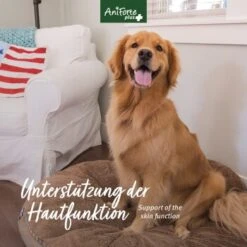 Aniforte Plus Fell & Haut 90 Tabletten -Wuff Welt 2da2ea83fa248e92ee9acfd2e3f8568c55dcdb31 1455931 de DE 239615c2b00859b7d44aacff60b7aa3d2786ca900XTwAq