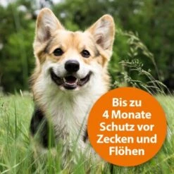 Ardap Zecken- & Floh-Halsband Für Hunde M -Wuff Welt 332a6969297a8d179e0515a1ef99e573ef0595ec 1221081 de DE 97ec993093b270e73fcc9e119afd15179c371c32egMWJe