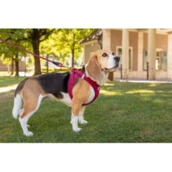 Curli Vest Harness Clasp Air-Mesh Grün XXXS -Wuff Welt 3b9abfbc9874e460fff62c18cadc5f17cd95dc04 1375075 de DE curli photoshoot 594