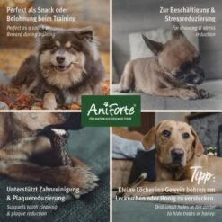 Aniforte Hochland Hirschgeweih Large -Wuff Welt 42055a2e1356dde0019593301c7d462f360c52a9 1656976 de DE d84b86f6c0b56d89b1a6d4b4d04765e994dd1b4c1pPLff