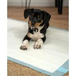 Lionto Welpenunterlage 6-lagig L -Wuff Welt 4274421ea2d35125f015c28a49d1a6bdcfc126a3 1665927 de DE 302567d508aecfa59a43e3f8f707de496aef7c58MXzLu8