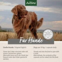 Aniforte Zecken Schild (10 Bis 35kg) Für Hunde 60 Kapseln -Wuff Welt 5d4c18b2293faf2e5564b5312e60cc2ae485fb29 1332832 de DE ffd45c07e5d1db9ca6ca2f6cb8b8fd03b27d87f7qF1J4e