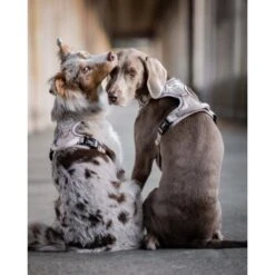 Freudentier Atmungsaktives Hundegeschirr S -Wuff Welt 60763e7cdc3143ae2ada3f33a2b124e946c82892 1429123 de DE 05eb8356fc8846a85db1b1c7dbf343213de5fba4a7ntWK