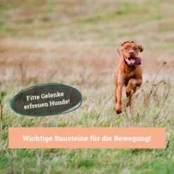 BeG Buddy Gelenk Fit Tabletten -Wuff Welt 6218f467461529b33e78e061fd5bbfb6d1d2f7da 1457251 de DE a3695c7b63d65681a9295d83a6d1397da5c497d1Hm4zed