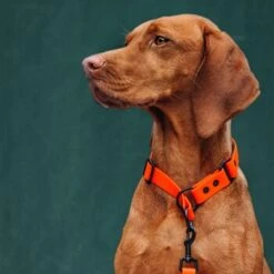 THE DOG IDEA Zugstopp Halsband Orange XS -Wuff Welt 62de472ef4f84b543f9cc874509c065974c9a3f3 1499712 de DE c446216eff523beabc9fab65b02eb3962b4715b4wUrpDL