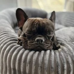 Wallace & Jones Hundebett Cordo Dunkelgrau S -Wuff Welt 650358cd3f1512840f1cd8a9a581a4dfbde6e458 1449005 de DE dc5e53058606749041c91f632b2e56fc84c2efc1LzmiN1