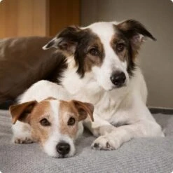 SELECT GOLD Complete Milk-Set Junior Inkl. Milchflasche & Löffel 400g -Wuff Welt 6abb6915af23c615d0cf74853b0a3bb663e7931c 1096086 de DE 4 Select Gold Dog