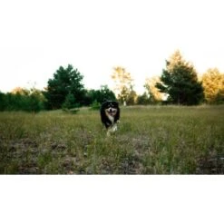 Mammaly Immu Push 110g -Wuff Welt 6e1addc1ae263ee1f16a02c5ac24fd2a4aba0889 1472893 6