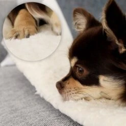 Lionto Selbstheizende Wärmematte Für Haustiere -Wuff Welt 7b7478322070a88393ca3a5ce3bc6fc7dc82a6ad 1665986 de DE 051d4bf94c6c9b490452613e4a20003dcd71ba8cXGeo9D