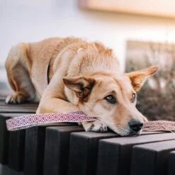 THE DOG IDEA Boho-Chic Hundeleine June 1,2 M -Wuff Welt 803101f3242a39efaaa93e667a4c0ccc0534c558 1662738 de DE 9ae6d8cc0853bff05aacc9fa71108f2141b94818Xy2XA2