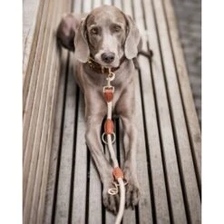 Freudentier Führleine 2m & 3-fach Verstellbar -Wuff Welt 82c4c16600b55dad96f7e995c74cb66bd8f2d8b5 1496011 de DE 621b9f718972b0ac63a777999c0f3069752bf98d8ANo7T