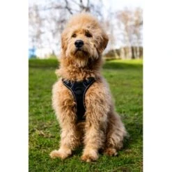 Fressnapf Tracker Pathfinder Geschirr Set S 10 Fressnapf Tracker Pathfinder Geschirr Set S -Wuff Welt 95fb3d1835f9b47b6bafba0cf238225b5e5c9b2f 1409260 1