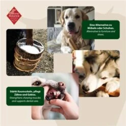 ChronoBalance Kuhmilch Käsestick (M) 2er Paket 8 ChronoBalance Kuhmilch Käsestick (M) 2er Paket -Wuff Welt 9601d295b35f9676b7f908837c6a6701b7df7140 1418706 de DE 6e5d452c715e3c46c21bd7dd434bb74b98e2078fzCjb4S