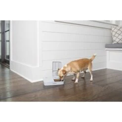 PetSafe Futterautomat Für 2 Mahlzeiten -Wuff Welt 98670f242f118bad629edcf021dc784c6a55633d 1343837 2