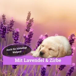 BeG Buddy Körbchen Spray Beruhigung Stress -Wuff Welt 9d7bd8e422fc117daaa45f2eadc4e2e342f5d199 1669471 de DE 146feb38dd17e6baa3c59778f26e903482106de9cso8xz