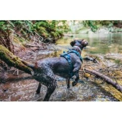 Kurgo Journey Air Hundegeschirr Blau/ Grau L -Wuff Welt a4350be6a2cf19b9d7aaa9c1b93505a674fae49c 1353742 de DE d9d61dbeff29f339bbfc0a1de7ebbca10df26980OCBtYH