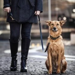 THE DOG IDEA Biothane Hundeleine Gold Navy -Wuff Welt b460ac897faf476265511864dc94065d4cfbb4bc 1655430 de DE 01b2176a917ca11ea55be7a01d9a2ab678a246c6RmM1Wk