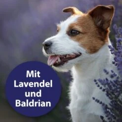 Canosept Beruhigungshalsband -Wuff Welt b86b5f92ea7802d36b06b0d7cd3c93cc87741d4f 1265538 de DE 00de585460154788ef028c7082c84ed32881a867QwLvOz