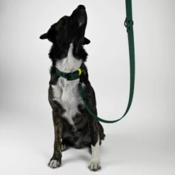 THE DOG IDEA Biothane Hundeleine Dunkelgrün -Wuff Welt c89b8e7b0970fe23476931915a658b9be6e8b8e8 1674192 de DE 0c1fcbe918e3ae6a5aa177080315be9e4fe07940uQibF1
