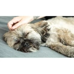 Mammaly Forever Young 110g -Wuff Welt d75e80309e38d9419395e04d6d462b3faf057eae 1472891 6