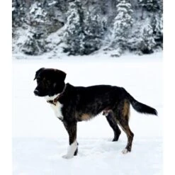 THE DOG IDEA Leder Halsband Braun M -Wuff Welt d8ca7bc3828d16074c5d827bcc0f58424320f84a 1674220 de DE df357a2df676d1e49242475e238a569ba819be80eocDGG