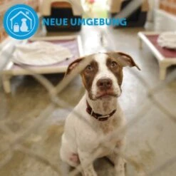 ADAPTIL Calm Halsband Anti Stress Erziehungshalsband S-M -Wuff Welt d9bbd74a63f2c6a012923d517365dbb7e82e2006 1204441 9