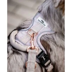 Freudentier Atmungsaktives Hundegeschirr S -Wuff Welt dfd85e8a66f6fba5e82ceb62e116fbf7743591b2 1429123 de DE 960e026e6ecdd61315321da762eb8d6246f50023MkXX3W