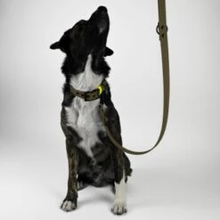 THE DOG IDEA Biothane Hundeleine Khaki Neon Gelb -Wuff Welt e1cbccd5b472d99b02387760660a194e1e07fcdc 1481061 de DE 576fb6ac0be88ebad1a710e2ae9020e891dda271Mtc0vB