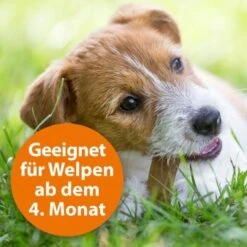 Ardap Zecken- & Floh-Halsband Für Hunde M -Wuff Welt f568ea7aa63379728576a933cfd4e9322da91eae 1221081 de DE Ardap Zecken und Flohhalsband wb 3