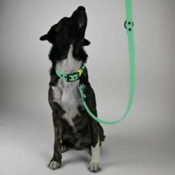 THE DOG IDEA Biothane Hundeleine Mint -Wuff Welt f782e63c3994ca14df223cec88aaa339806a5961 1679158 de DE a444acbc611c3019faf0367530802dc2b00c59ddhNediU